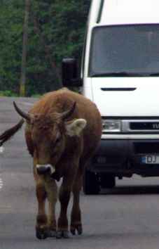 Ko på vejen